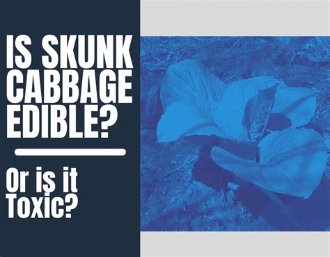 Is Skunk Cabbage Edible? Is Skunk Cabbage Safe To Eat? - The Hiking ...