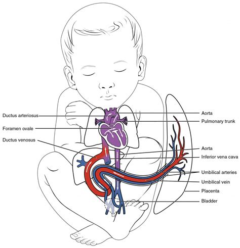 Development of Blood Vessels and Fetal Circulation | Anatomy and Physiology II