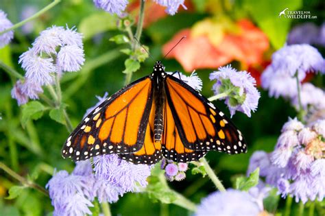 How to Make a Butterfly Garden and Other Ways to Help Save Monarchs ...