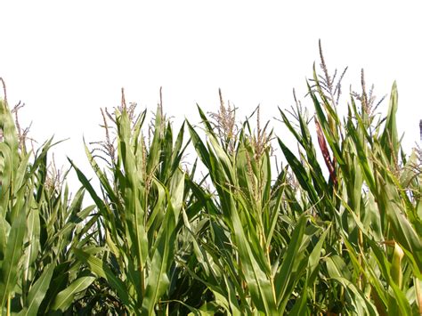 Corn Field Png 524093 Corn Field Transparent - Clip Art Library