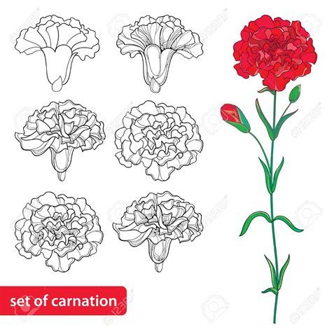 Carnation Drawing, Carnation Tattoo, Red Carnation, Flower Drawing ...