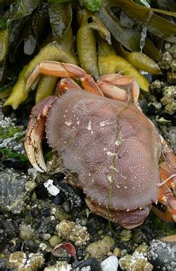 Barnacles & Crabs - Glacier Bay National Park & Preserve (U.S. National ...