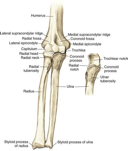 Supracondylar Ridge Of Humerus