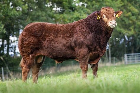 Limousin Bulls For Sale - MacGregor Photography