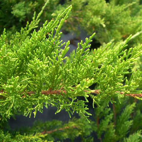 Juniperus chinensis 'Hetzii Columnaris' - Horsford Gardens and Nursery