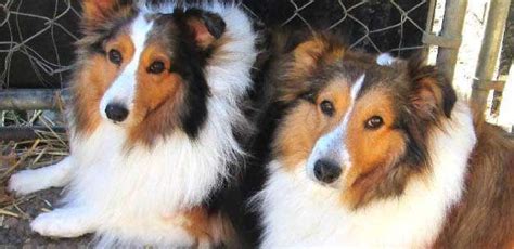 Sheltie Rescue Directory | USA by State