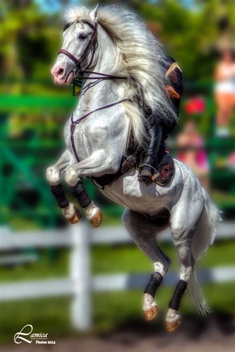 HDRSpotting - Lipizzan Stallions | Horse love, Horses, Lipizzan