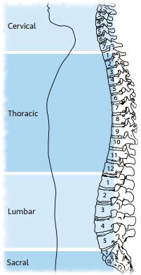 What Is a Cervical Spinal Cord Injury? | Shepherd Center