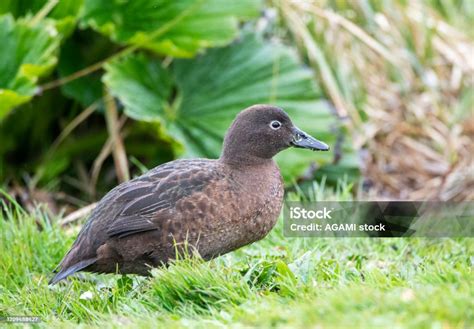 Female Auckland Islands Teal Stock Photo - Download Image Now - Animal, Animal Wildlife, Animals ...