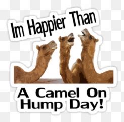 Hump Transparent Png Clipart Free - Hump Day Camel Puns Emoji,Hump Day Emoji - free transparent ...