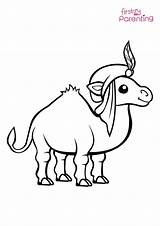 Camel Face Coloring Page For Kids  FirstCry Parenting sketch template