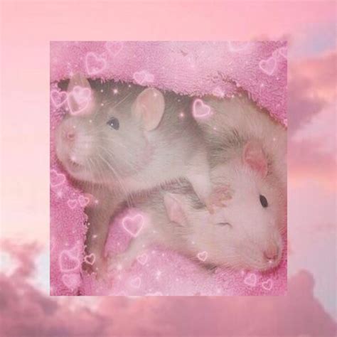 Rat Aesthetic MO | Cute rats, Cute rat aesthetic, Pet rats