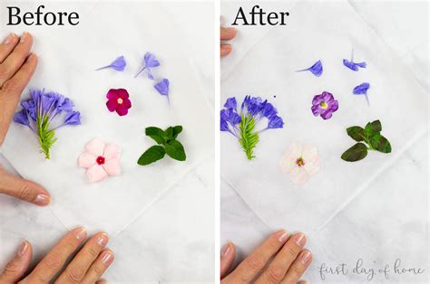 How to Press Flowers: A Complete Guide for Beginners