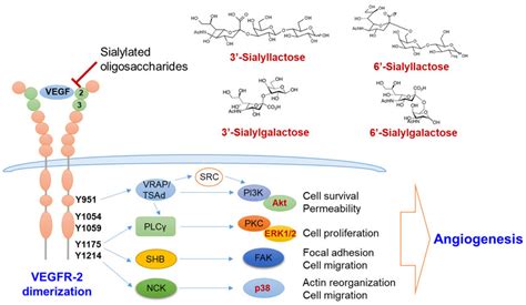 Molecular mechanism of the anti-angiogenic action by sialic ...