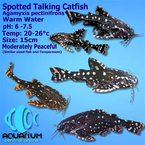 Catfish - Spotted Talking Catfish (Agamyxis pectinifrons) 5-6cm Spotted Raphael Catfish ...