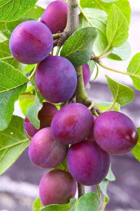 1 Methley plum tree(Prunus salicina)-2 to 3 feet tall-19.99 each | Fruit garden, Beautiful ...