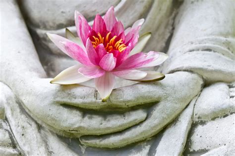 Buddha hands holding flower, close up - Nicole Bordeleau