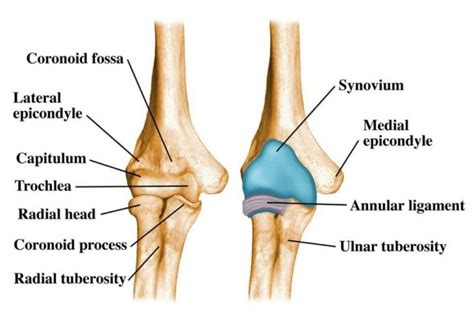 Elbow Joint: Anatomy, Movement & Muscle involvement » How To Relief ...