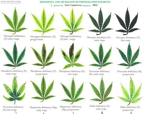 Leaf Illustrations and Charts to Help Diagnose Plant Nutrient Deficiencies