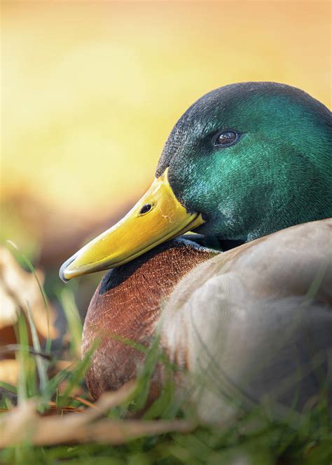 Mallard Duck Drake Portrait Photograph by Jordan Hill - Fine Art America