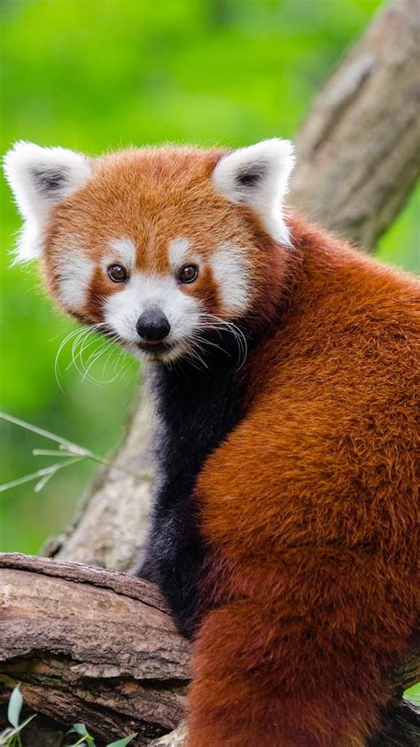 Amazing Fun Facts About Red Pandas You Must Know