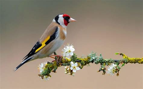 Birds Wallpapers - Wallpaper Cave