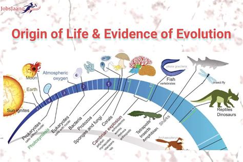 Evolution Multiple Choice Questions and Answers pdf - JobsJaano