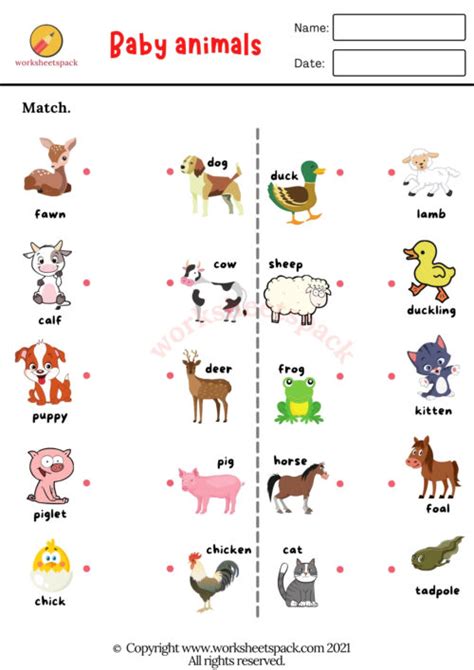 Baby Animals Worksheets PDF - worksheetspack