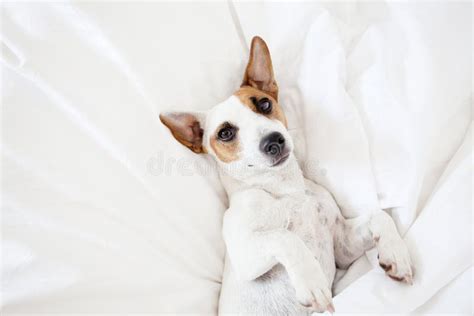 Dog dog at bed stock photo. Image of jack, napping, blanket - 75769722