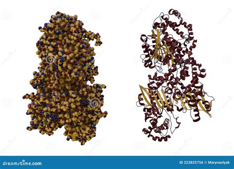 Crystal Structure and Space-filling Molecular Model of Human Prostatic Acid Phosphatase, an ...