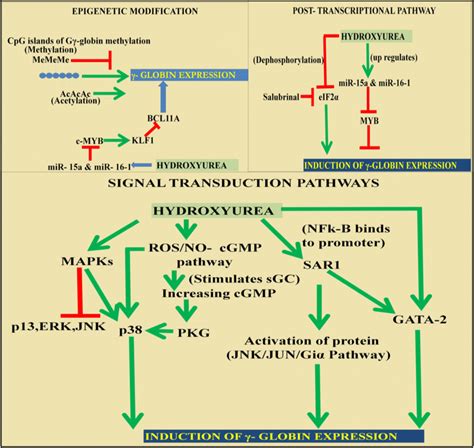 The mechanism of hydroxyurea for inducing γ-globin expression in sickle... | Download Scientific ...