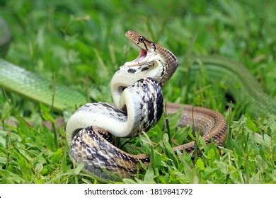 350 Trinket snake Images, Stock Photos & Vectors | Shutterstock