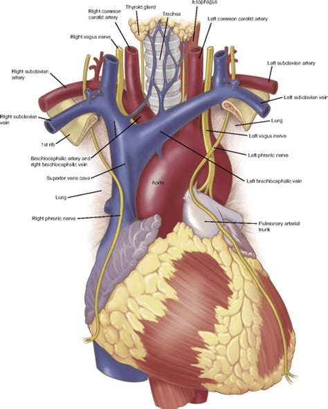 Figure 1 from Anatomy of the thoracic aorta and of its branches. | Semantic Scholar