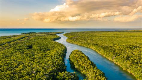 Parco Nazionale delle Everglades , la palude selvaggia da esplorare