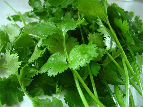 How to Grow Cilantro and Harvest Your Own Coriander Seeds | Dengarden