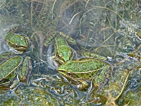 Columbia Wetlands: Save the Frogs Day