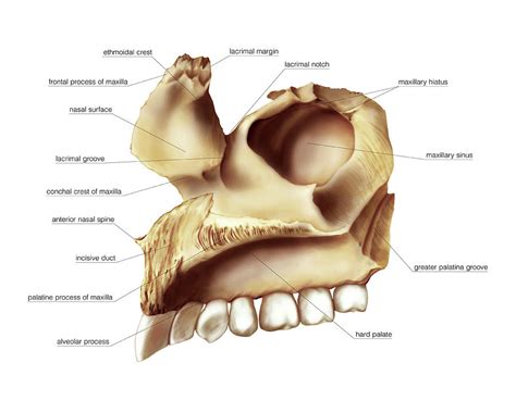 Maxilla Bone #2 Photograph by Asklepios Medical Atlas - Pixels