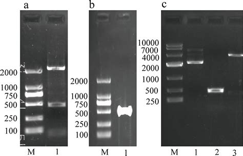 The Electrophoresis Results Best Support Which of the Following