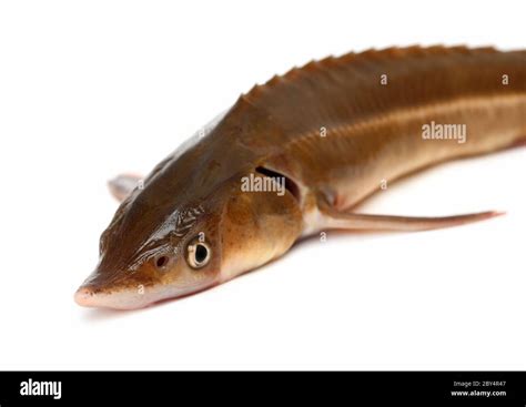 russian sturgeon fish close-up Stock Photo - Alamy