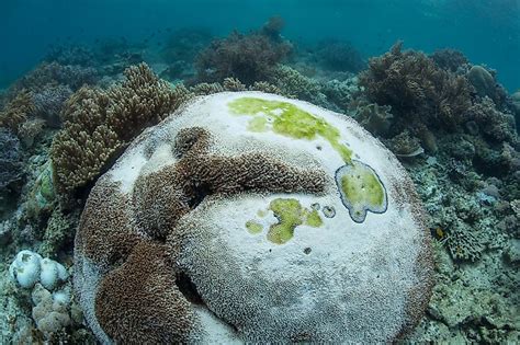 Biggest Threats To Coral Reefs - WorldAtlas