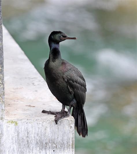 Pictures and information on Pelagic Cormorant