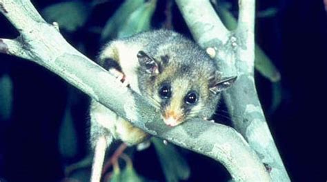 Mountain pygmy possum - Characteristics, Habitat & Breeding - Endangered Species