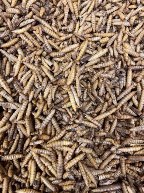 Calci Worms - Wildlife Feeds