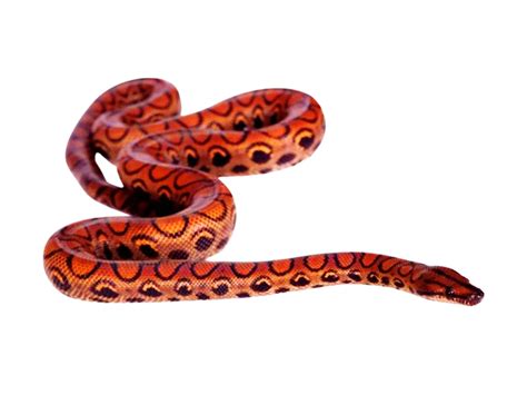 Brazilian Rainbow Boa | Living Shores Aquarium