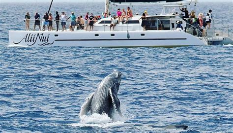 Alii Nui Luxury Maui Whale Watching Tour Tickets! - Auntie Snorkel