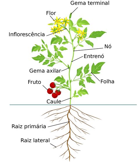 Caule - Partes das Plantas - Botânica e Biologia - InfoEscola