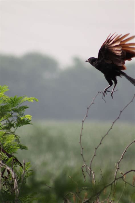 Okhla Bird Sanctuary - Hidden at border of DelhiNoida - Tripoto