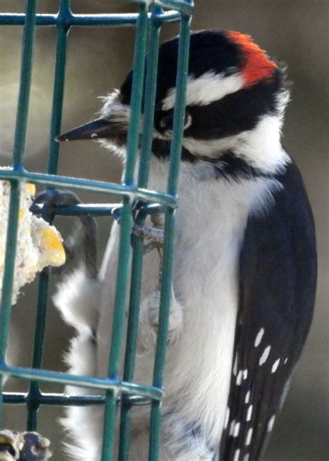 Downy Woodpecker - FeederWatch