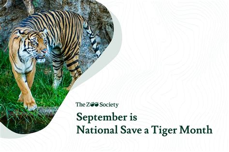 Learn More About Tiger Conservation | The Zoo Society