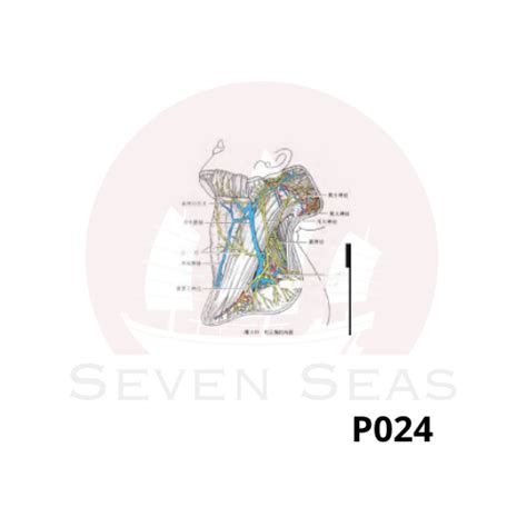 P024 The occipital triangle – Seven Seas